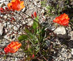 Tritonia Plant